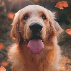 Pebbles's profile